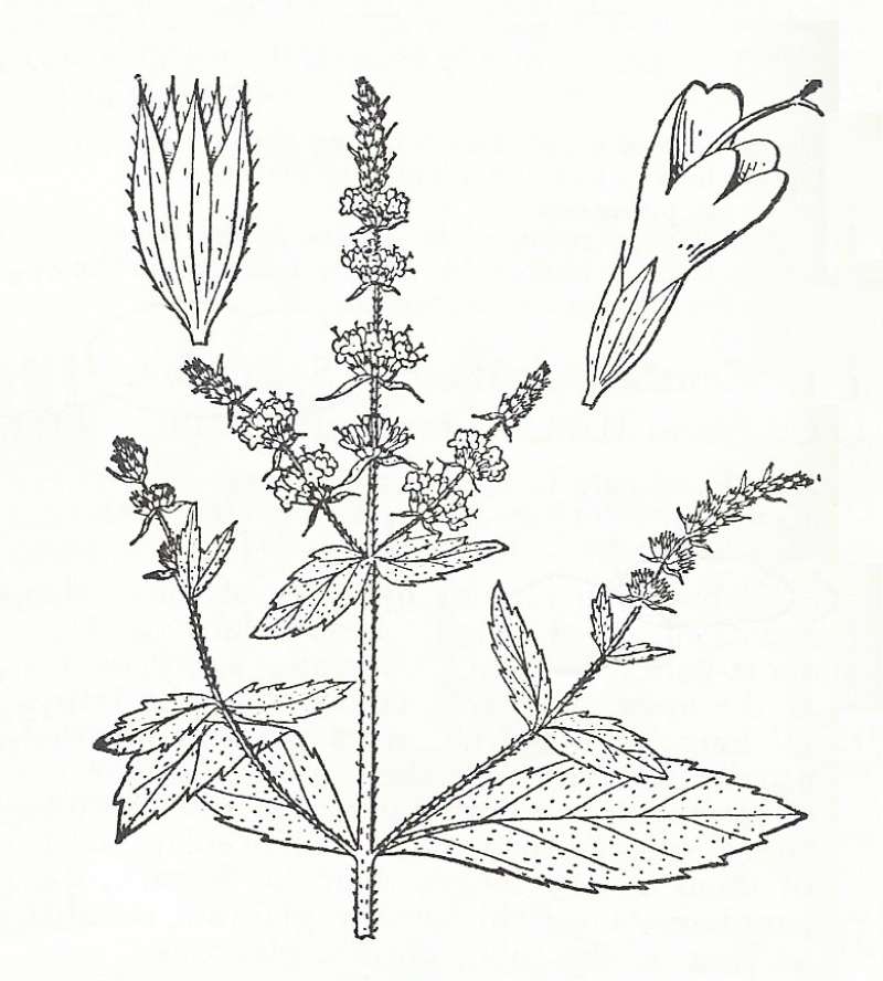 Silhouette by Parts<br>(Origin of the Specimen: Britton and Brown)