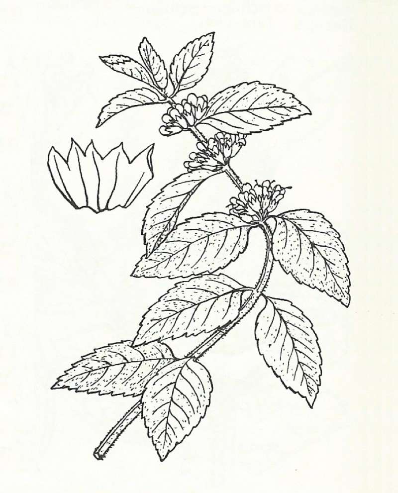 Silhouette by Parts - Line Drawing<br>(Origin of the Specimen: Britton and Brown)