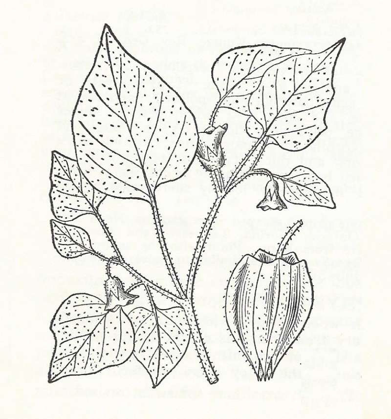 Silhouette - Line Drawing<br>(Origin of the Specimen: Britton and Brown)