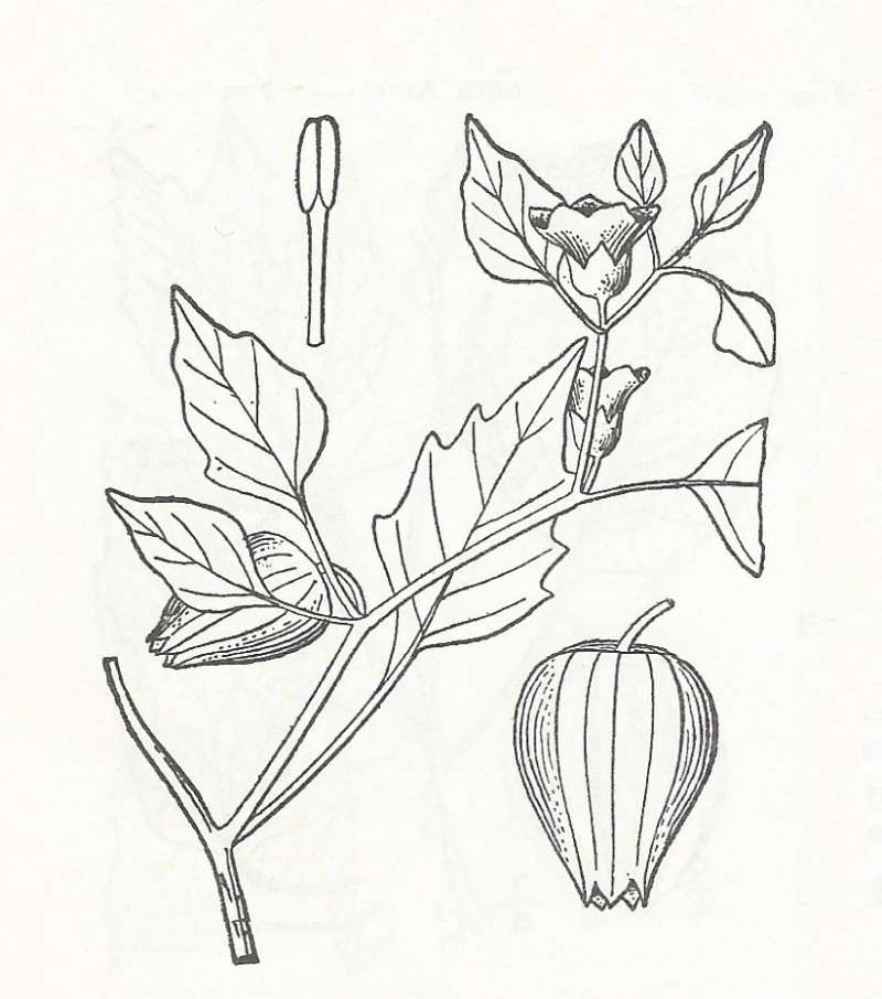 Silhouette - Line Drawing<br>(Origin of the Specimen: Britton and Brown)