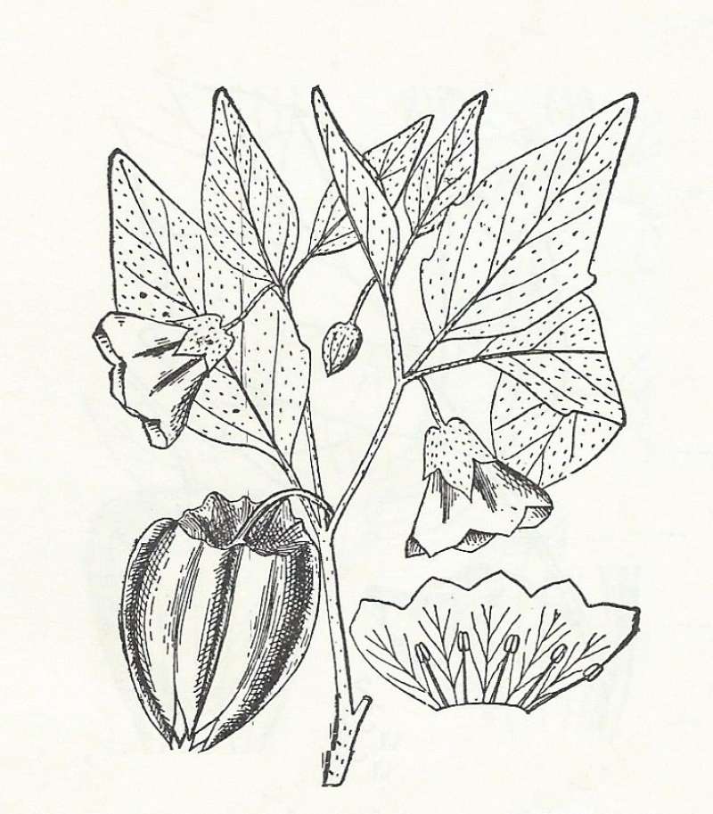 Silhouette - Line Drawing<br>(Origin of the Specimen: Britton and Brown)