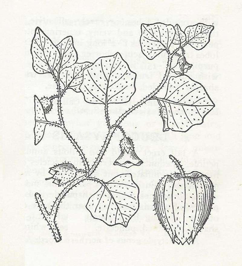 Silhouette - Line Drawing<br>(Origin of the Specimen: Britton and Brown)