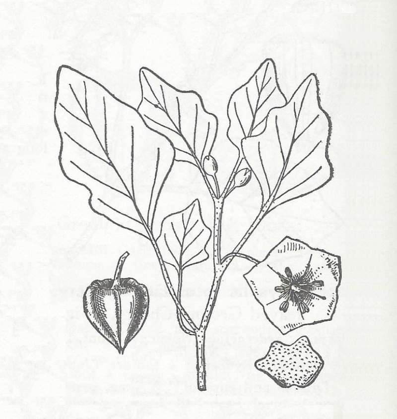 Silhouette - Line Drawing<br>(Origin of the Specimen: Britton and Brown)