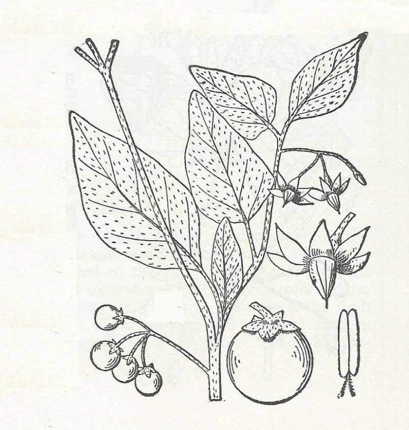 Silhouette by Parts - Line Drawing<br>(Origin of the Specimen: Britton and Brown)