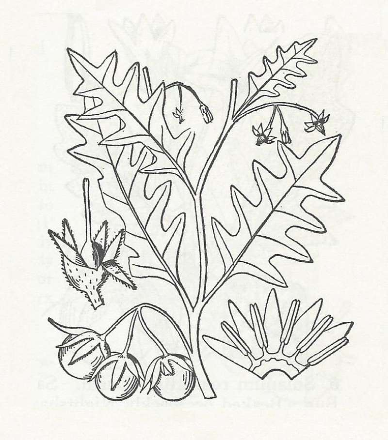 Silhouette by Parts - Line Drawing<br>(Origin of the Specimen: Britton and Brown)