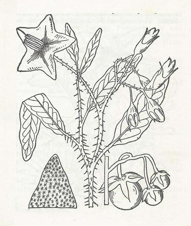 Silhouette by Parts - Line Drawing<br>(Origin of the Specimen: Britton and Brown)