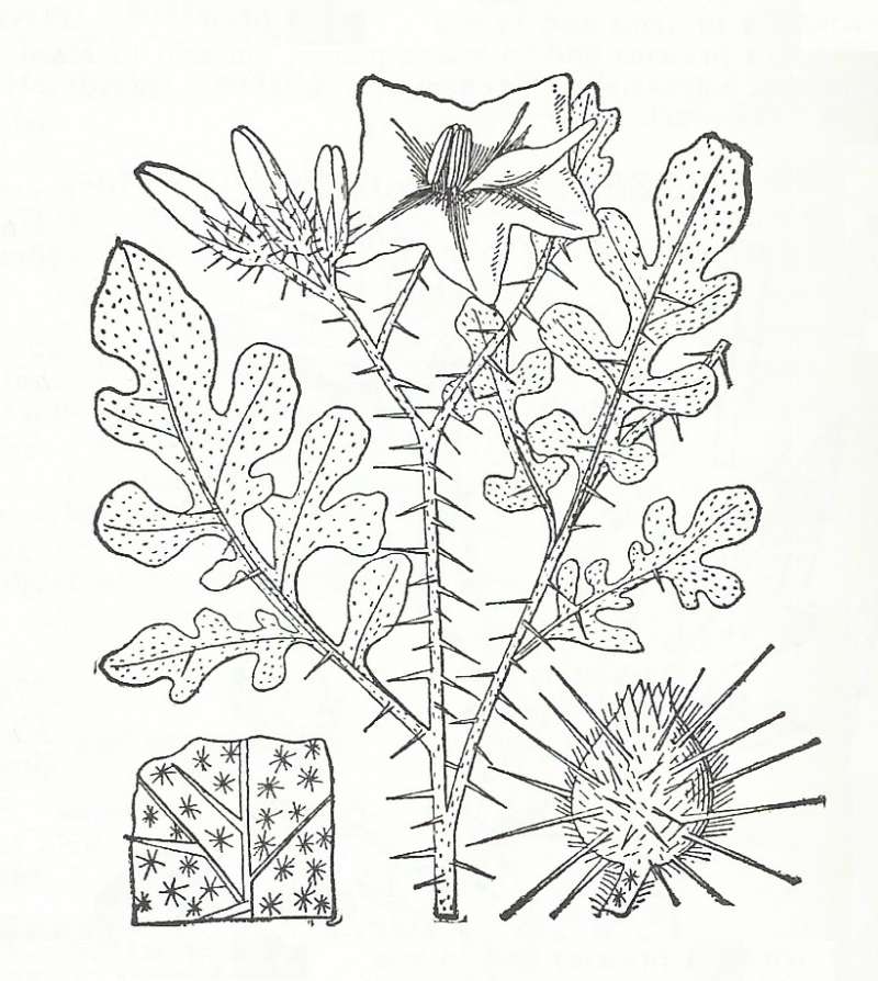 Silhouette by Parts - Line Drawing<br>(Origin of the Specimen: Britton and Brown)