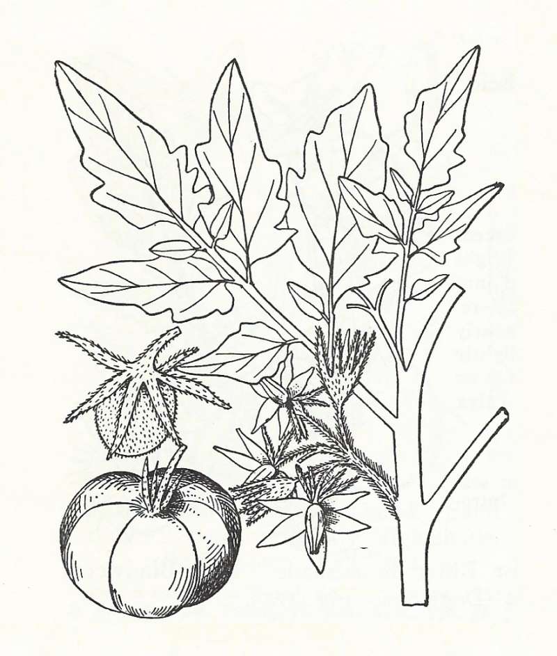 Silhouette by Parts - Line Drawing<br>(Origin of the Specimen: Britton and Brown)