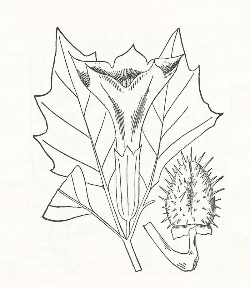 Silhouette by Parts - Line Drawing<br>(Origin of the Specimen: Britton and Brown)