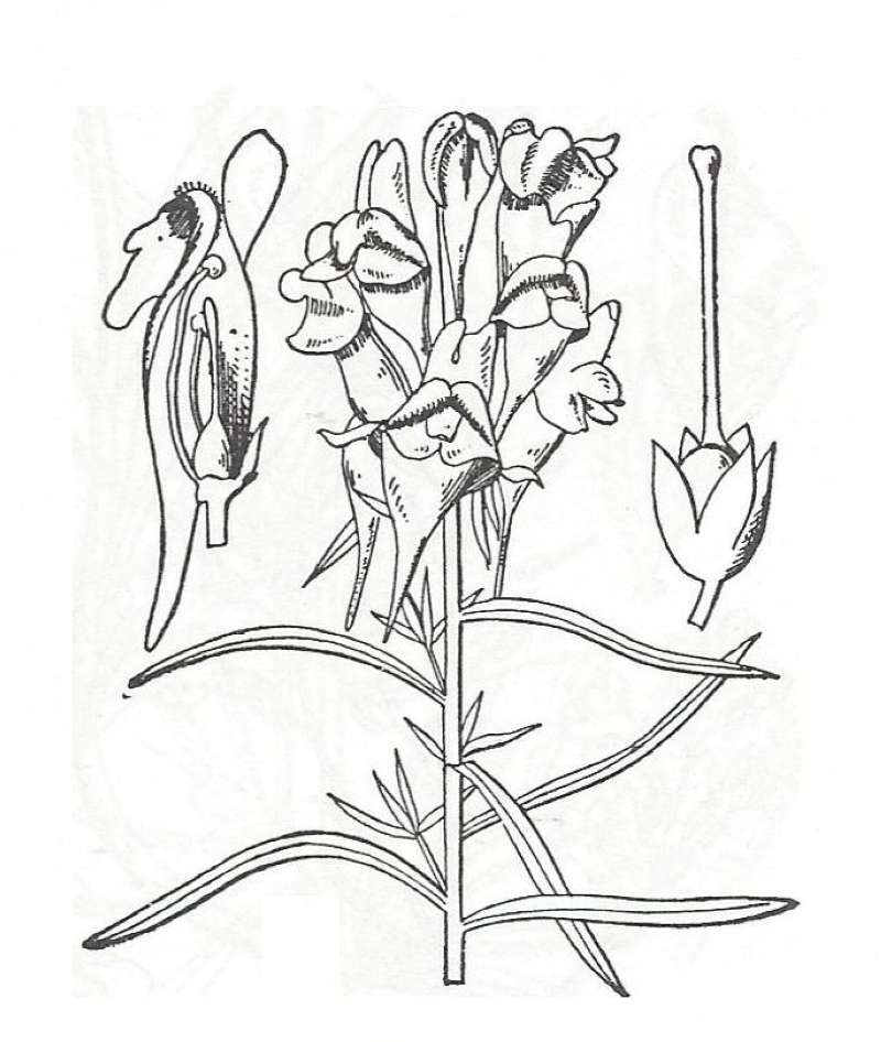 Silhouette by Parts - Line Drawing<br>(Origin of the Specimen: Britton and Brown)