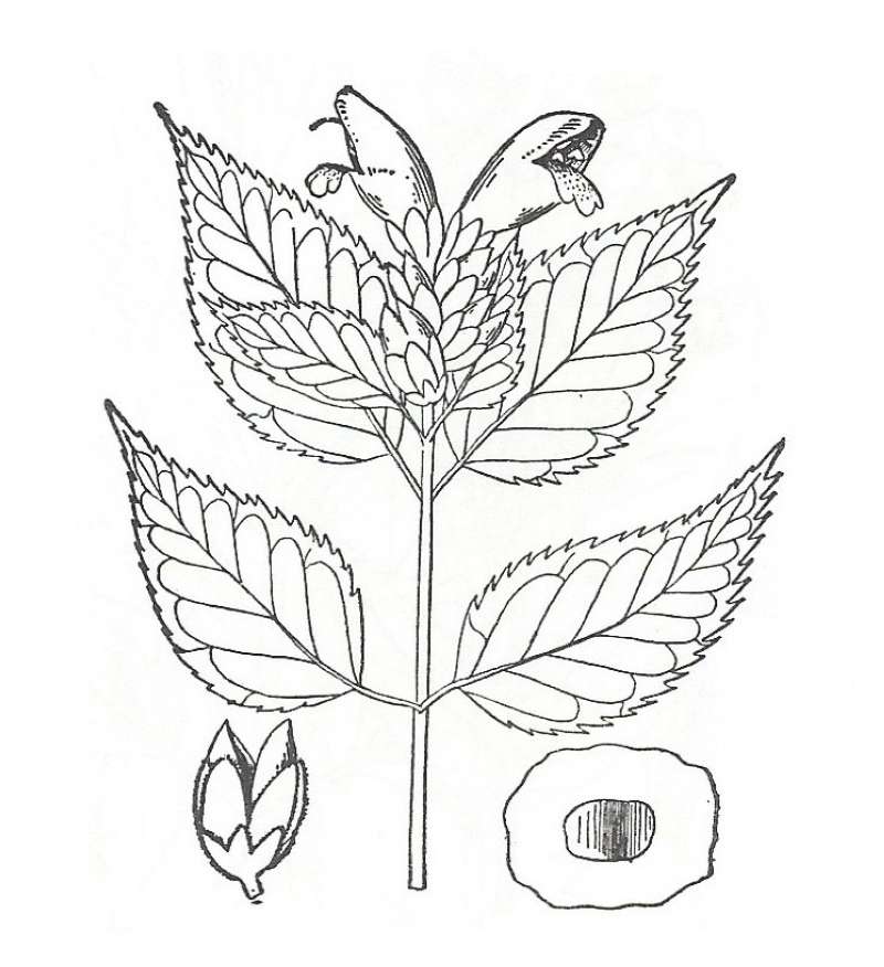 Silhouette by Parts - Line Drawing<br>(Origin of the Specimen: Britton and Brown)