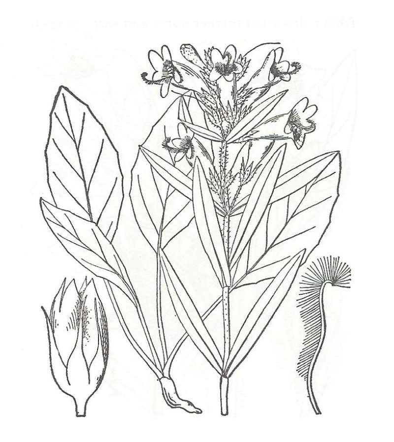 Silhouette by Parts - Line Drawing<br>(Origin of the Specimen: Britton and Brown)