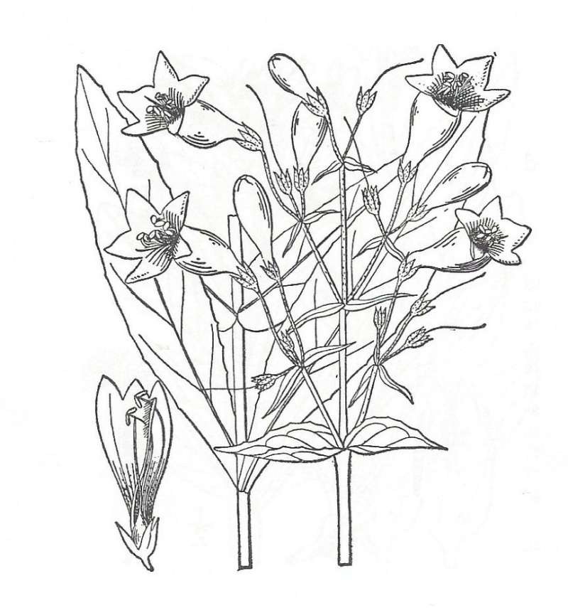 Silhouette by Parts - Line Drawing<br>(Origin of the Specimen: Britton and Brown)