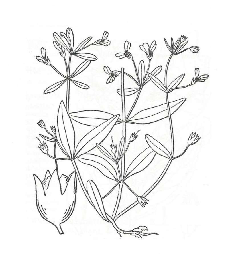 Silhouette by Parts - Line Drawing<br>(Origin of the Specimen: Britton and Brown)