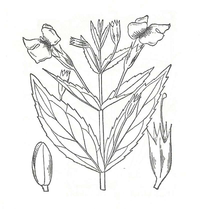 Silhouette by Parts - Line Drawing<br>(Origin of the Specimen: Britton and Brown)