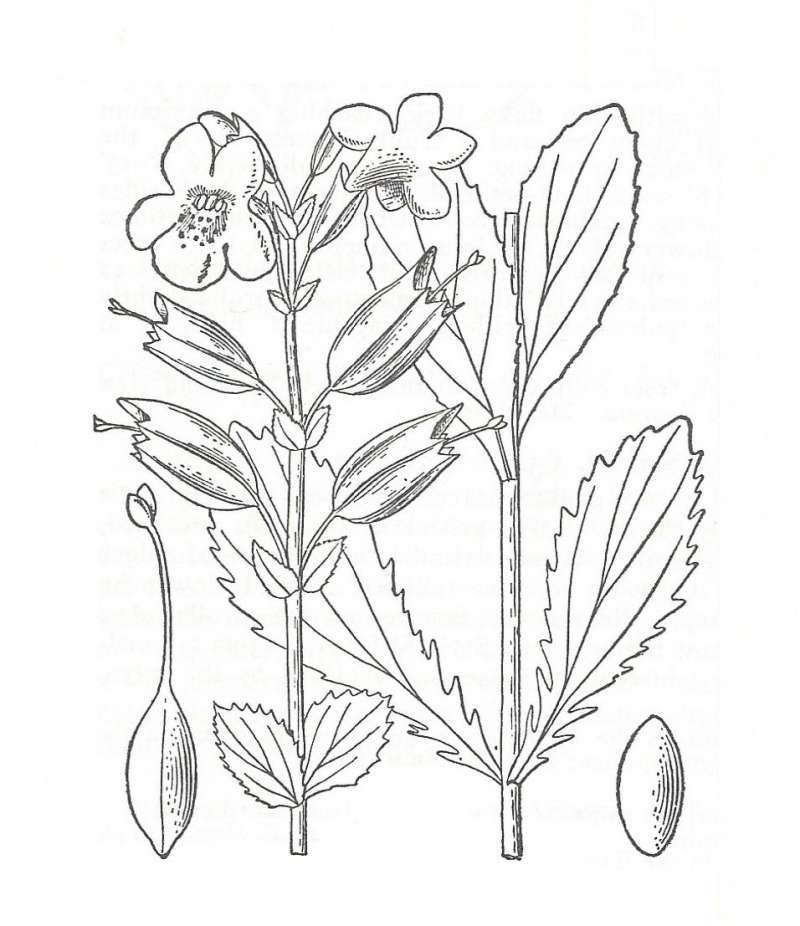 Silhouette by Parts - Line Drawing<br>(Origin of the Specimen: Britton and Brown)
