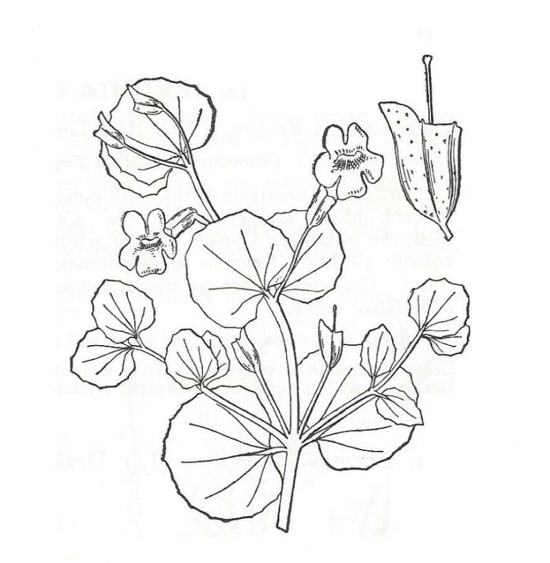 Silhouette by Parts - Line Drawing<br>(Origin of the Specimen: Britton and Brown)