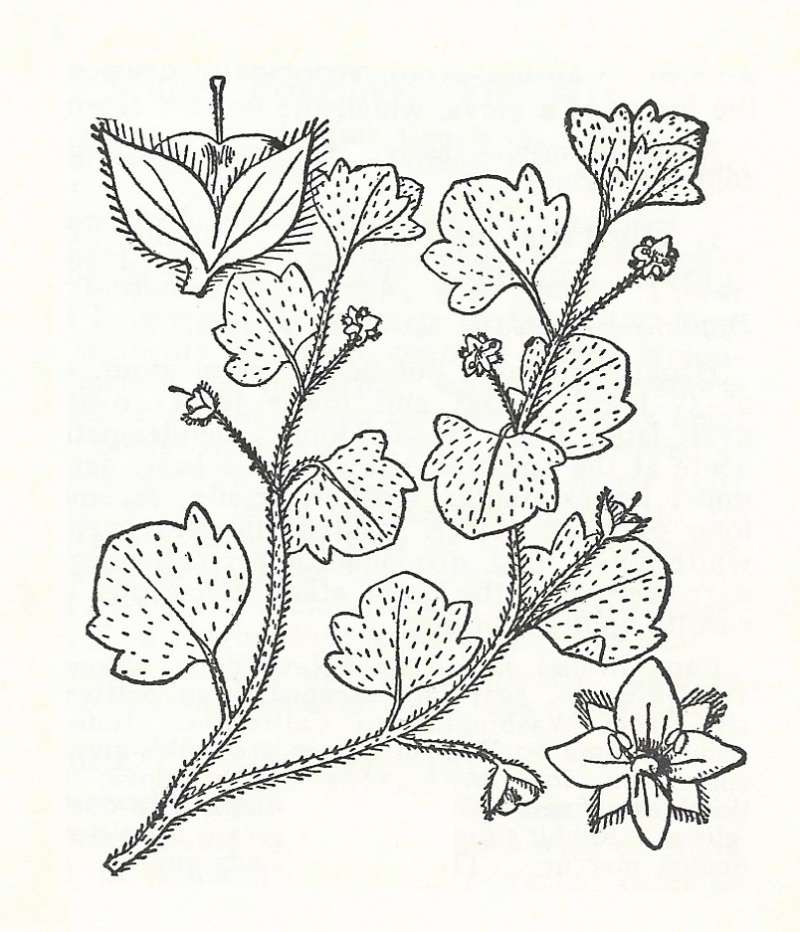 Silhouette by Parts - Line Drawing<br>(Origin of the Specimen: Britton and Brown)