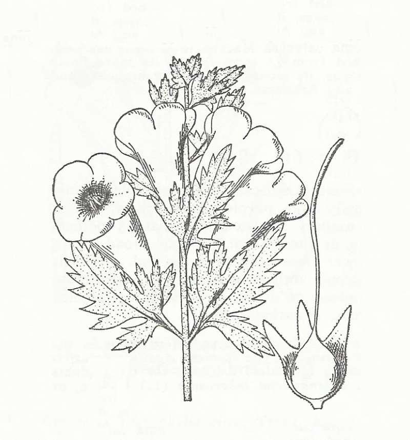 Silhouette by Parts - Line Drawing<br>(Origin of the Specimen: Britton and Brown)