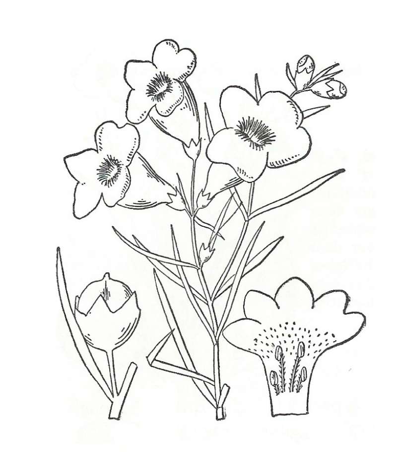 Silhouette by Parts - Line Drawing<br>(Origin of the Specimen: Britton and Brown)