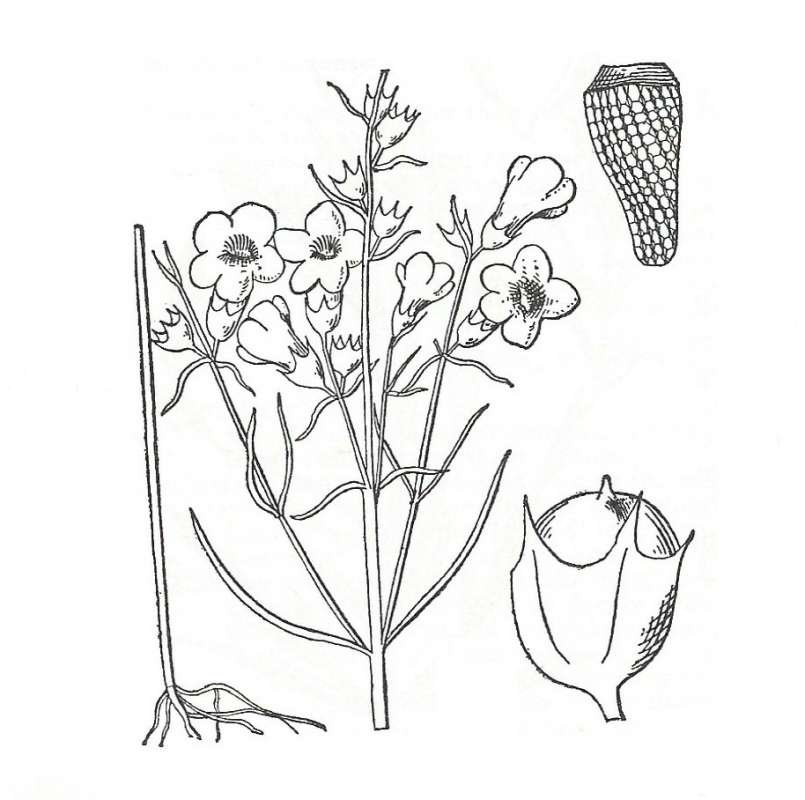 Silhouette by Parts - Line Drawing<br>(Origin of the Specimen: Britton and Brown)