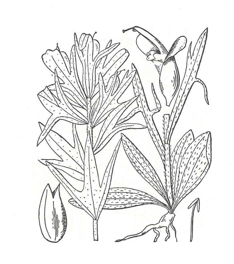 Silhouette by Parts - Line Drawing<br>(Origin of the Specimen: Britton and Brown)