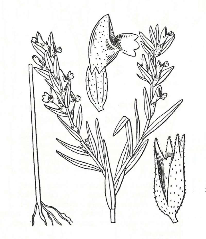 Silhouette by Parts - Line Drawing<br>(Origin of the Specimen: Britton and Brown)