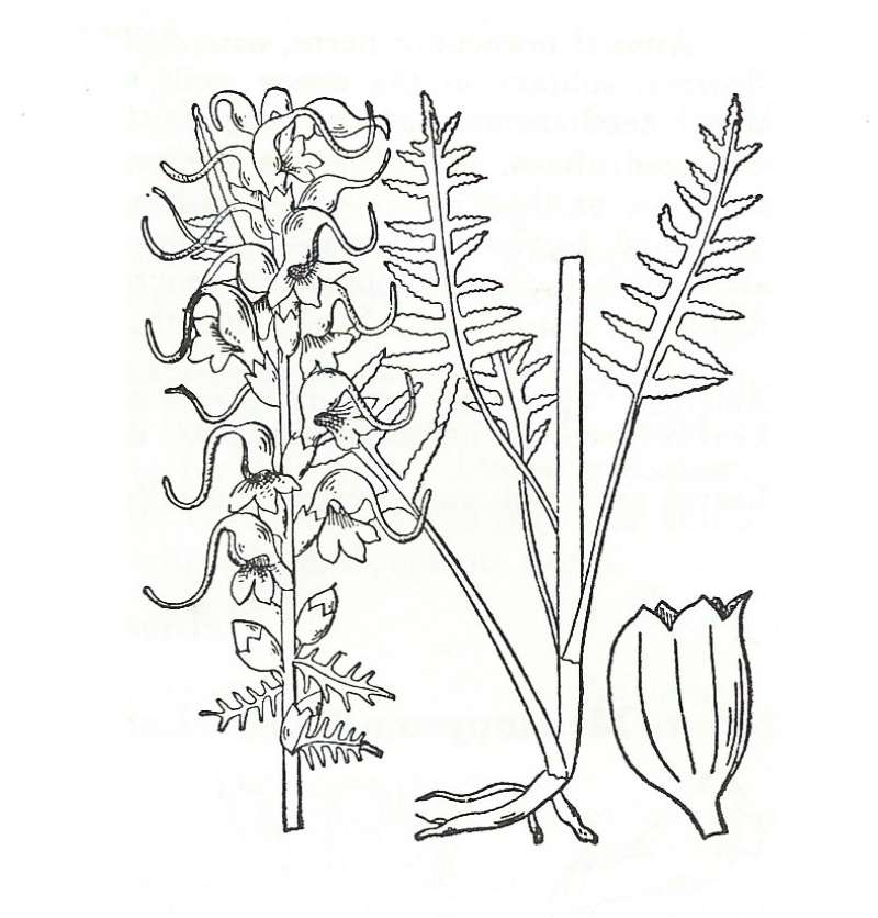 Silhouette by Parts - Line Drawing<br>(Origin of the Specimen: Britton and Brown)