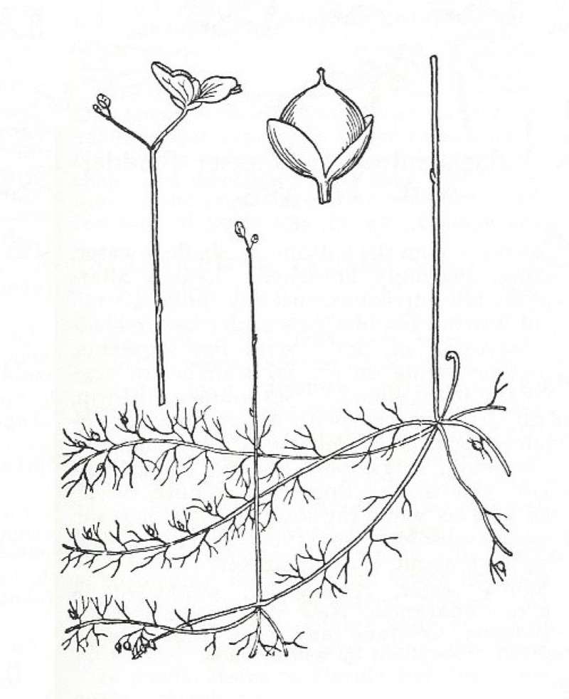Silhouette by Parts - Line Drawing<br>(Origin of the Specimen: Britton and Brown)