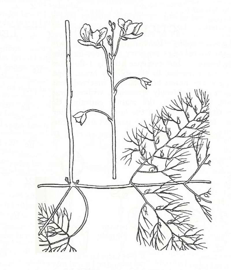 Silhouette by Parts - Line Drawing<br>(Origin of the Specimen: Britton and Brown)