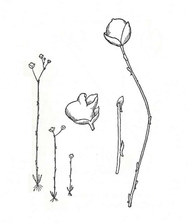 Silhouette by Parts - Line Drawing<br>(Origin of the Specimen: Britton and Brown)