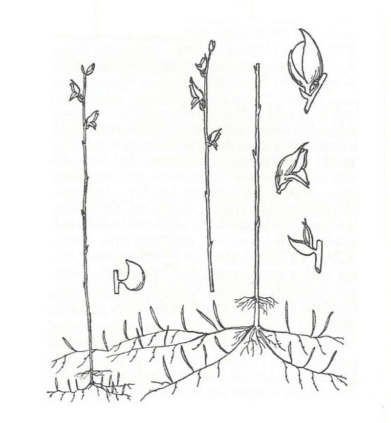 Silhouette by Parts - Line Drawing<br>(Origin of the Specimen: Britton and Brown)