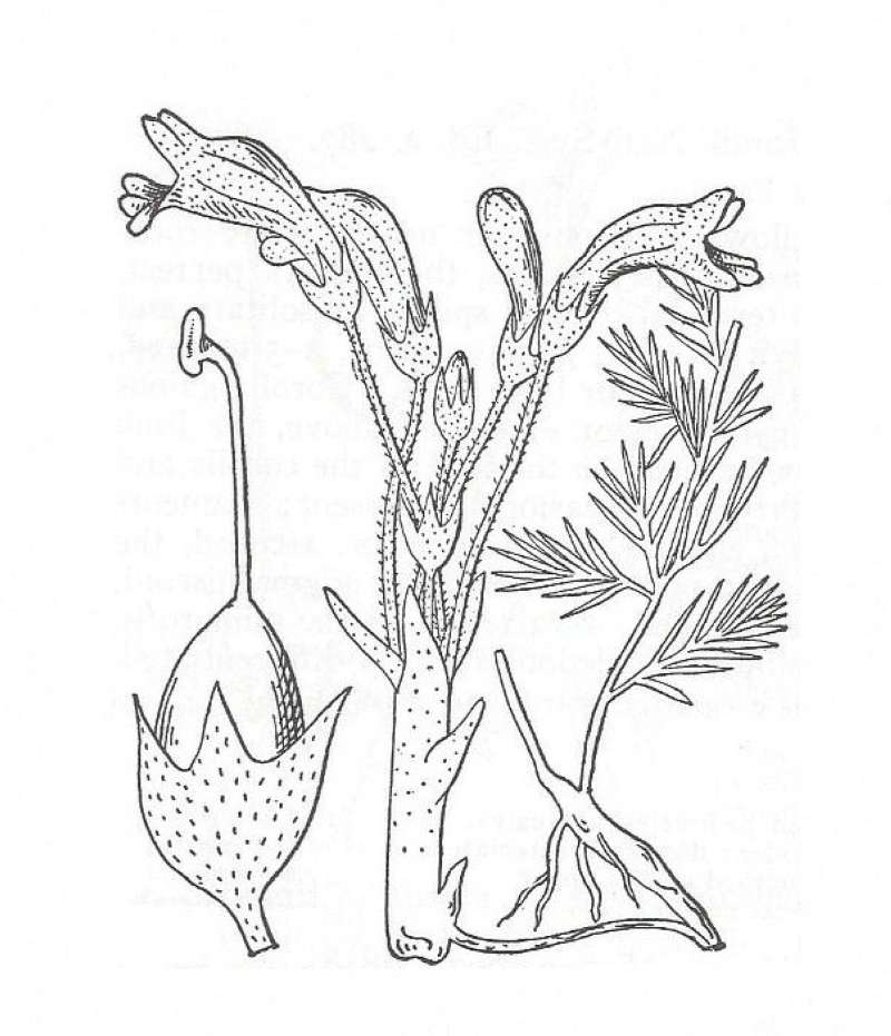 Silhouette by Parts - Line Drawing