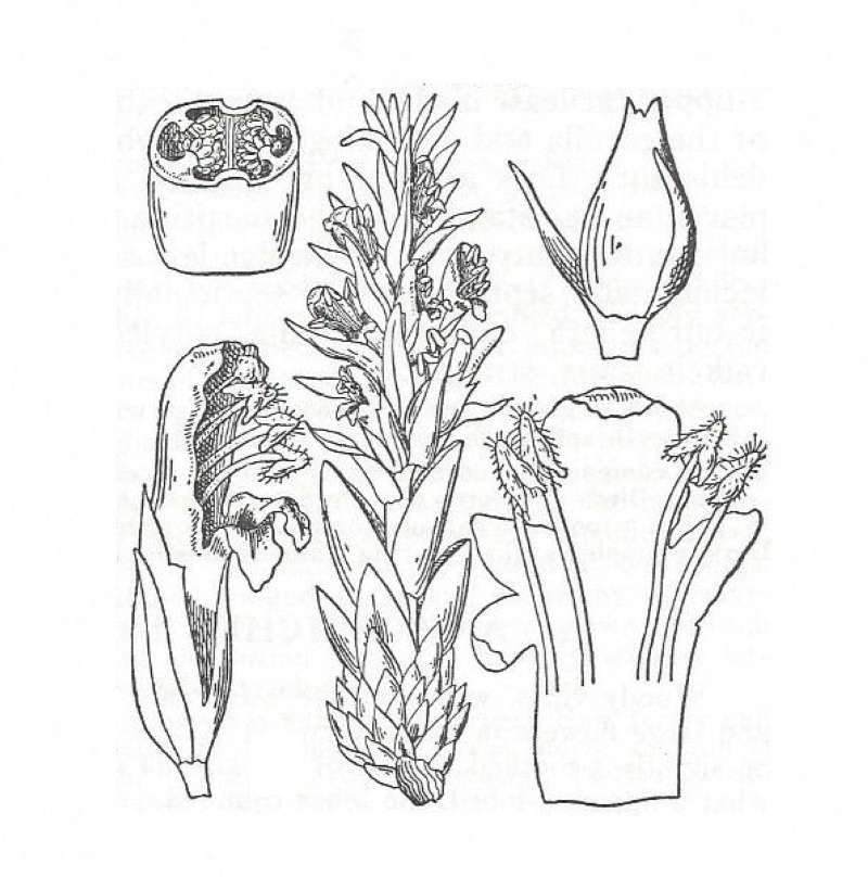 Silhouette by Parts - Line Drawing