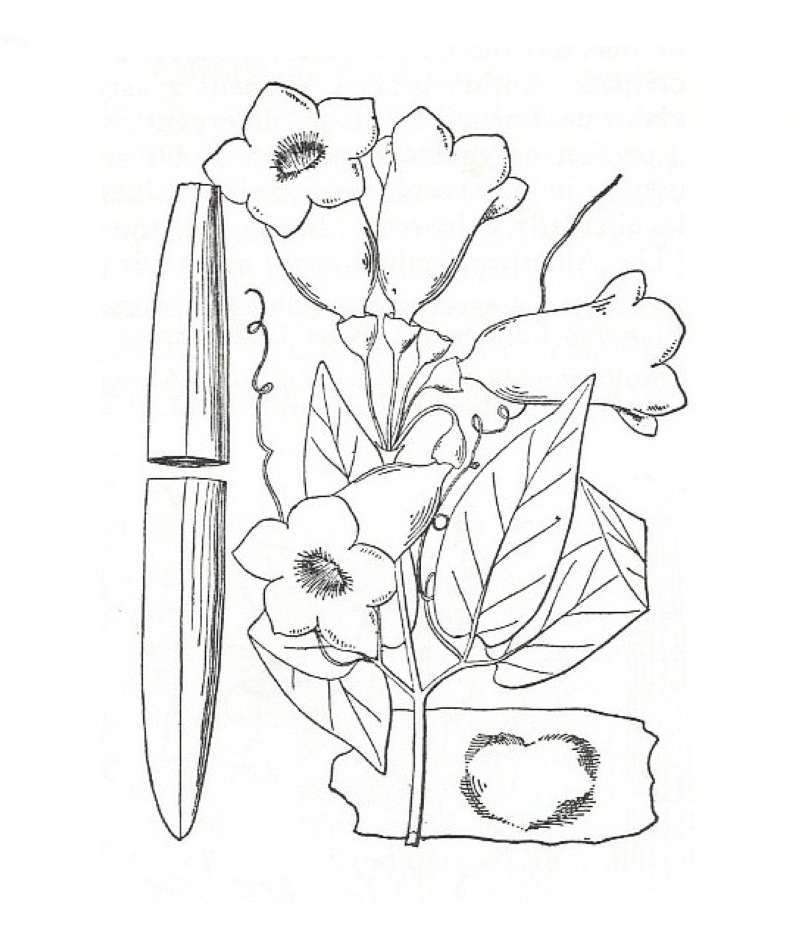 Silhouette by Parts - Line Drawing