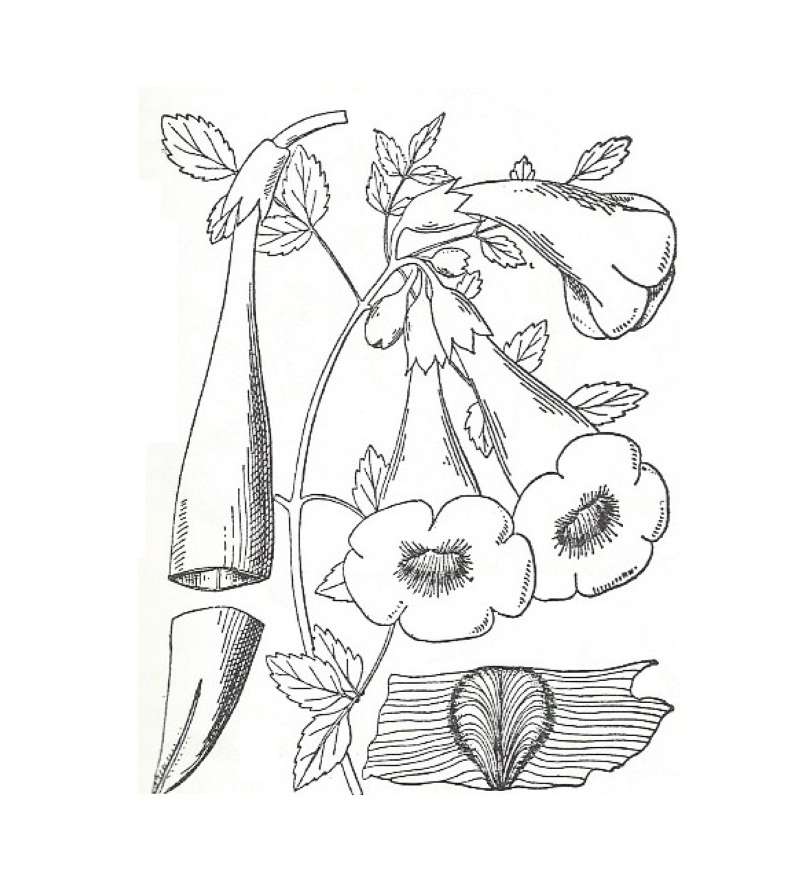 Silhouette by Parts - Line Drawing