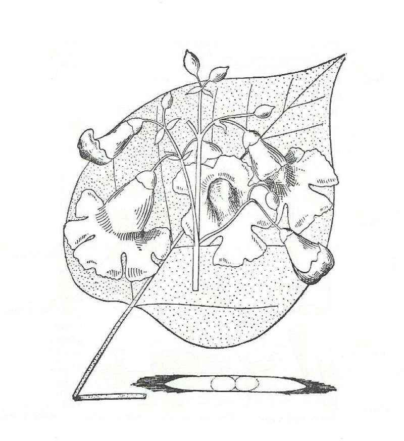 Silhouette by Parts - Line Drawing