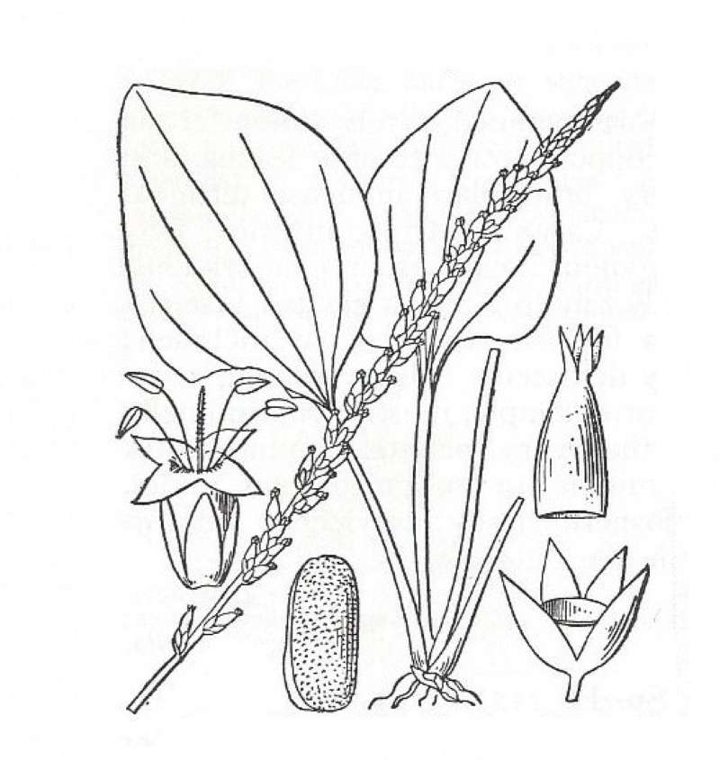 Silhouette by Parts - Line Drawing