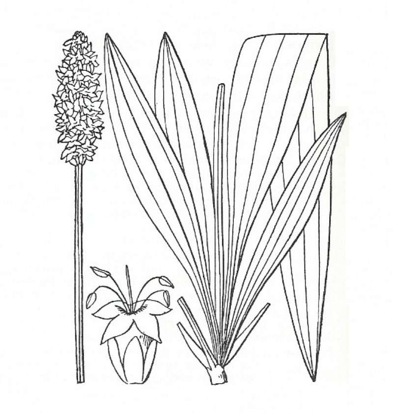 Silhouette by Parts - Line Drawing