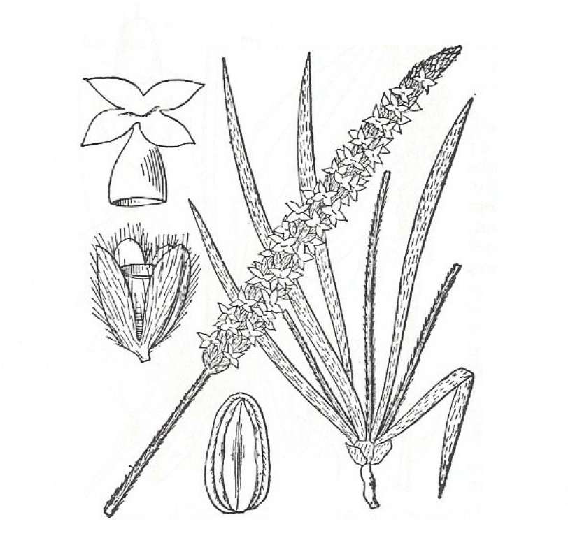 Silhouette by Parts - Line Drawing