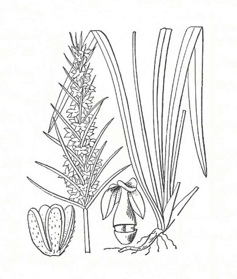 Silhouette by Parts - Line Drawing