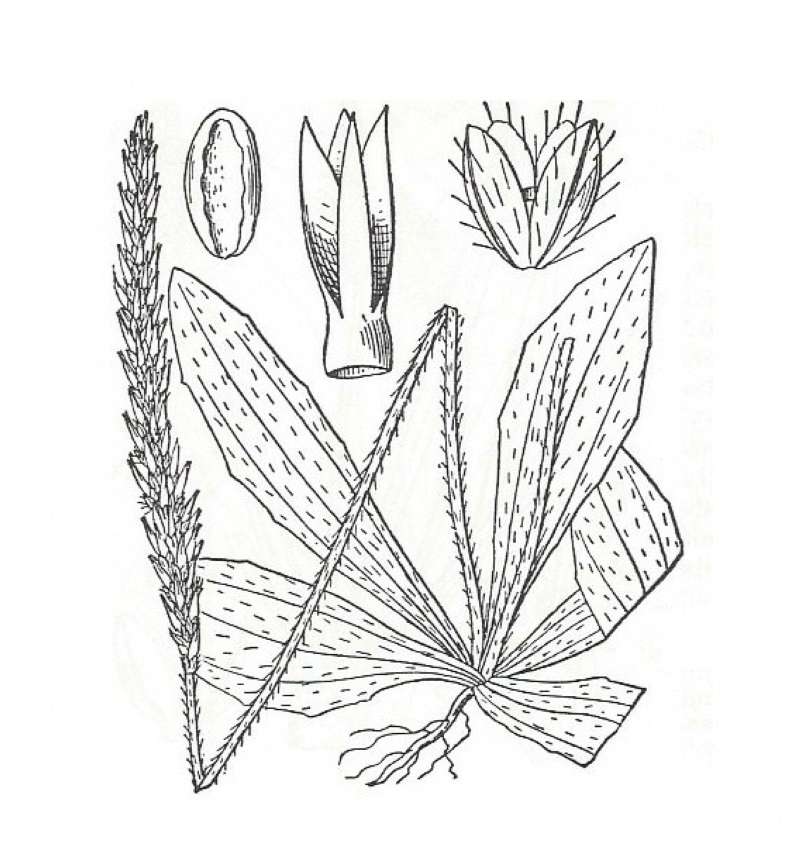 Silhouette by Parts - Line Drawing
