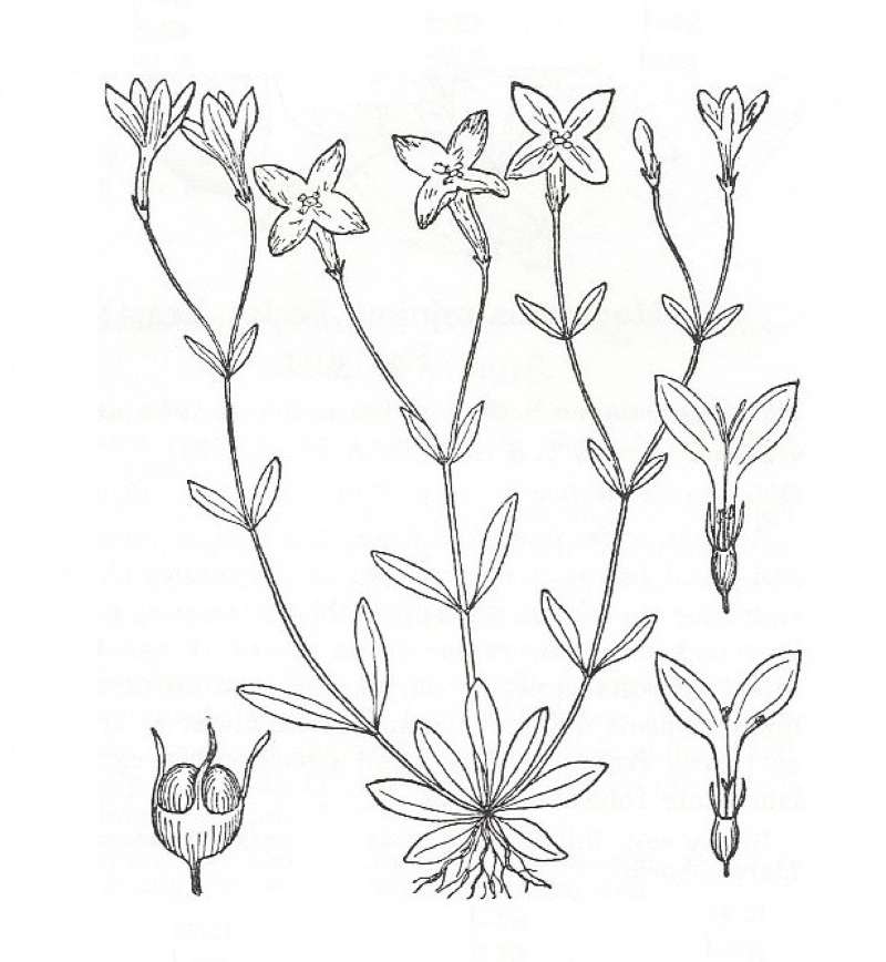 Silhouette by Parts - Line Drawing