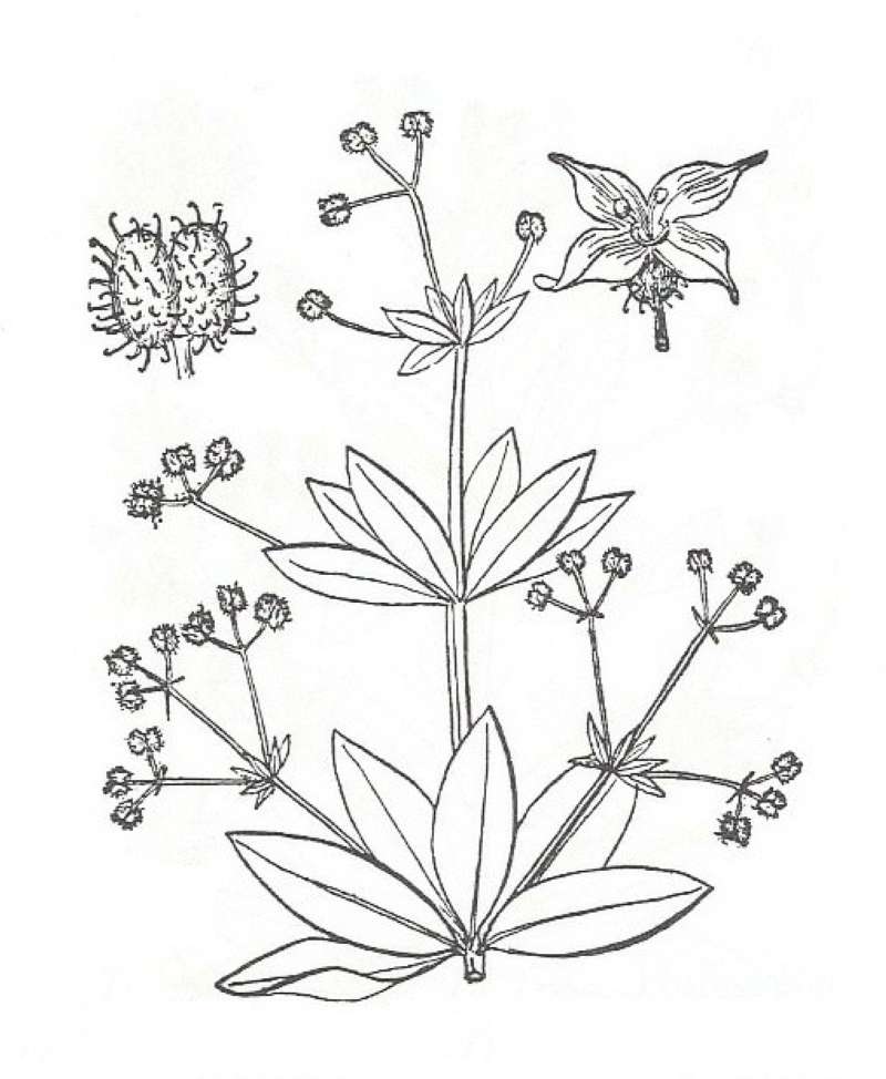 Silhouette by Parts - Line Drawing