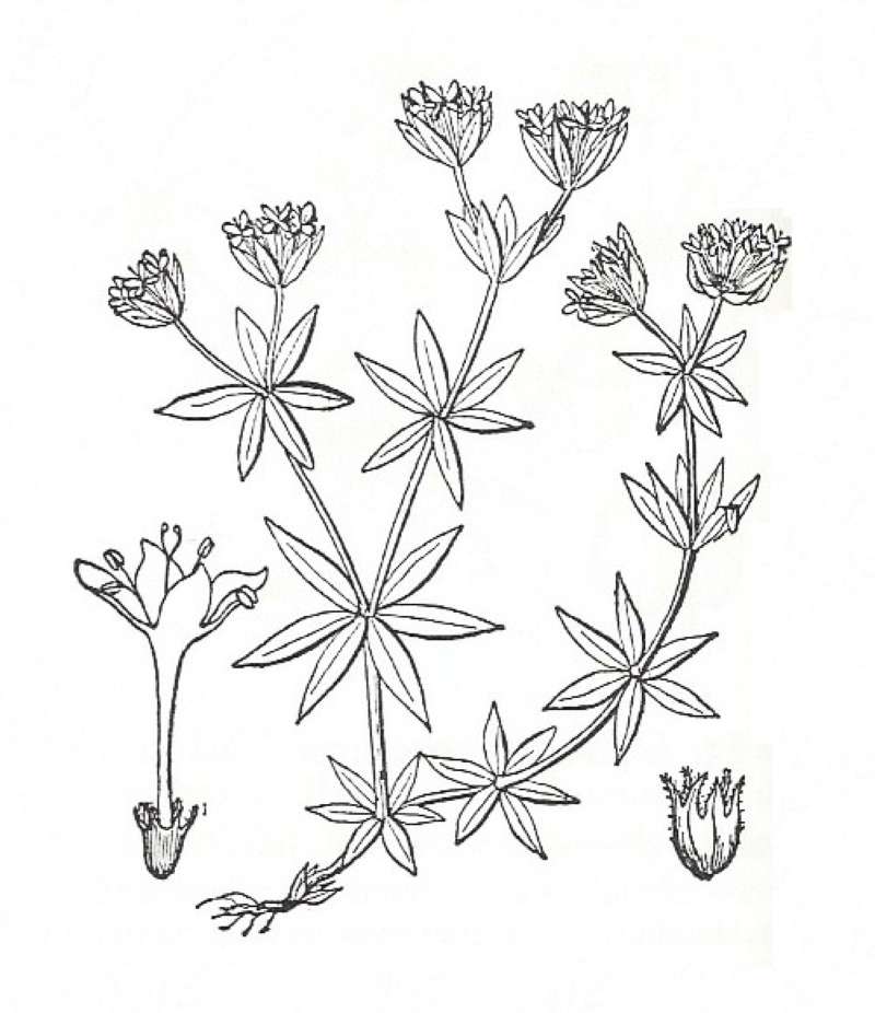 Silhouette by Parts - Line Drawing