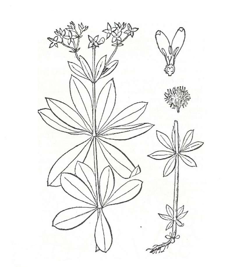 Silhouette by Parts - Line Drawing