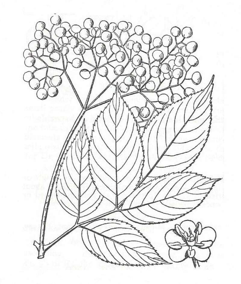 Silhouette by Parts - Line Drawing<br>(Location of Picture: Britton and Brown)