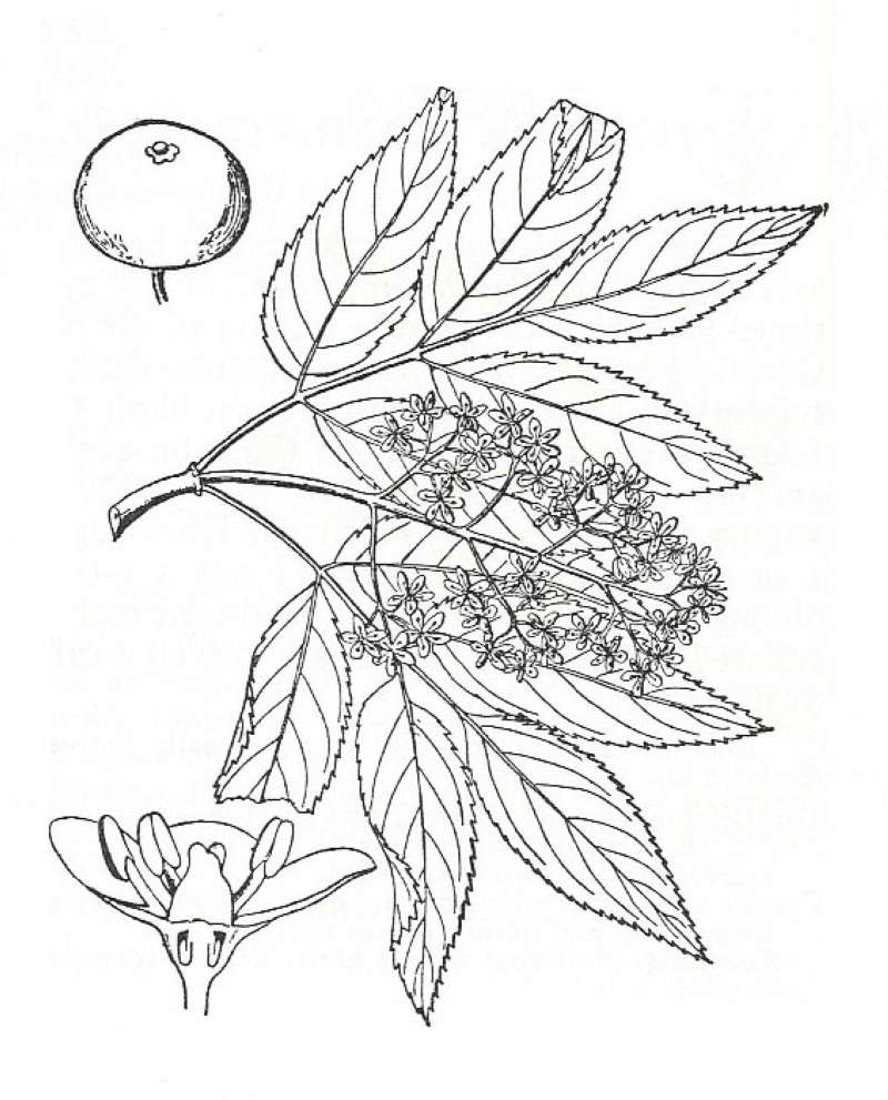 Silhouette by Parts - Line Drawing