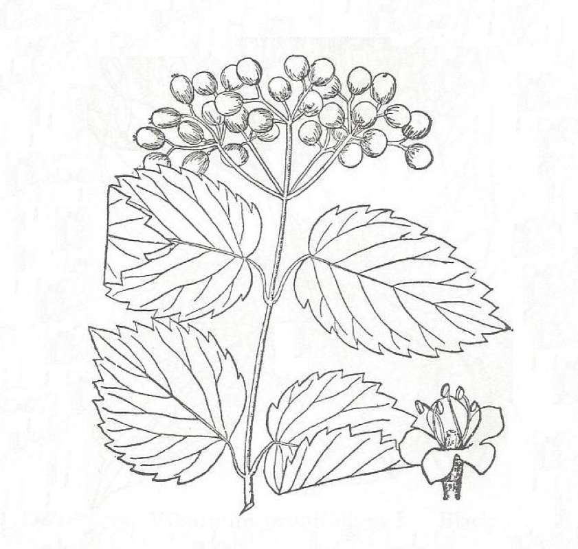Silhouette by Parts - Line Drawing