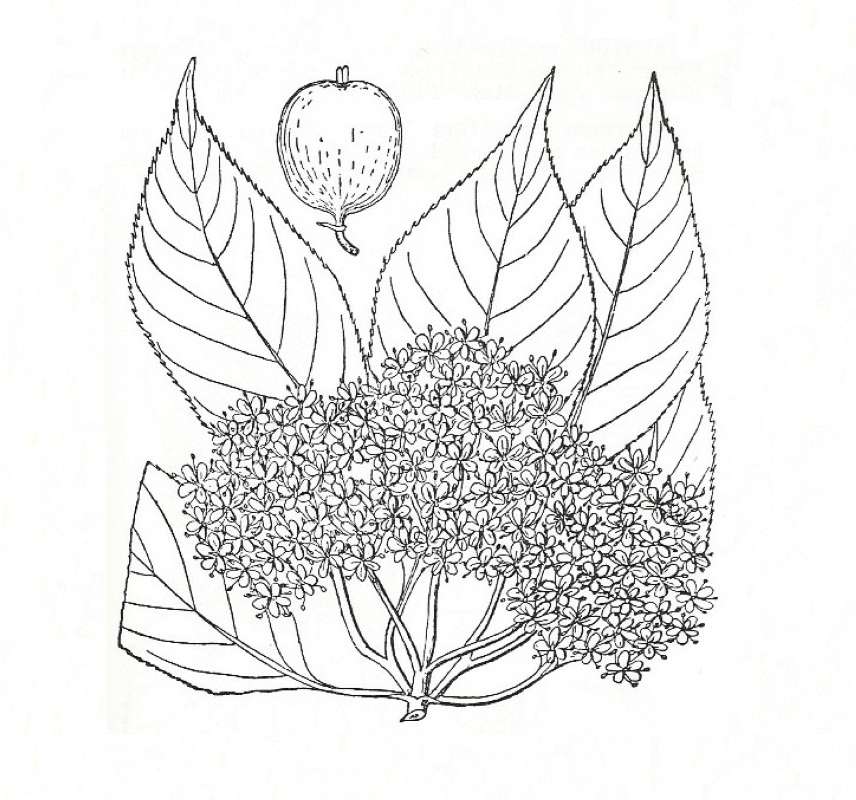 Silhouette by Parts - Line Drawing